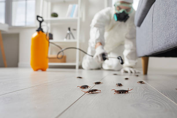 Post-Treatment Bed Bug Interceptor Monitoring in Soddy-Daisy